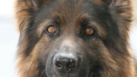 Policyjne psy Bona i Gabaco jadą na mistrzostwa (wideo)