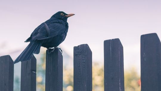 Polscy naukowcy przyjrzeli się ptakom. Znaleźli w nich "jednorazówki" 
