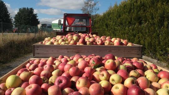Polska jabłkami stoi, ale wyrastają problemy