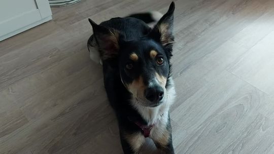 Polska pokona Hiszpanię. Suczka Dziama wytypowała wynik drugiego meczu Biało-Czerwonych na Euro 2020