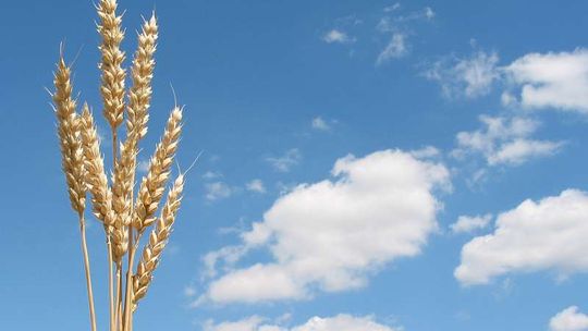 Polska pszenica tańsza niż średnia w Unii Europejskiej