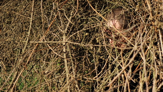 "Polski las". Nowa wystawa w Galerii Białej