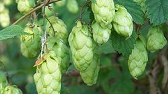 Polskie browary wolą niemiecki chmiel