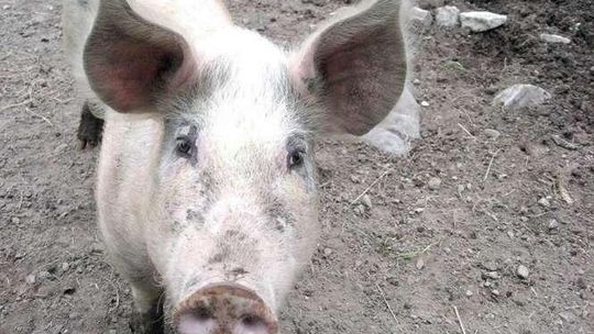 Polskie mięso pod wspólną marką. Producenci chcą oznakowania