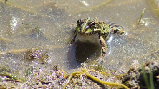 Polskie rzeki pełne leków. I to nie jest dobra wiadomość