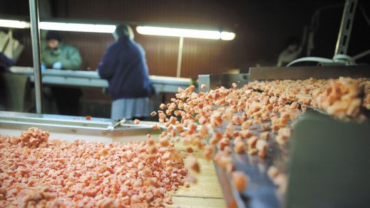 Polskie zakłady będą miały problem? Niemcy otwierają rynek pracy m.in. dla Ukraińców