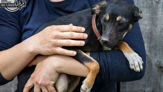 Pomagaj zwierzętom. Zostań wolontariuszem Fundacji EX LEGE