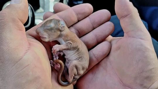 Pomagają i chronią nie tylko ludzi. Policjanci wykazali się wielkim sercem