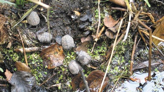 Pomagają wyklutym żółwiom. "Zwiększamy ich szanse na przeżycie"