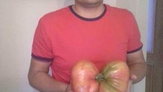Pomidor-gigant. Waży prawie 2,5 kilograma