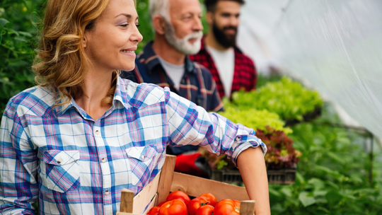Pomidor – Jak uprawiać sadzonki pomidorów? Praktyczny poradnik dla amatorów uprawy
