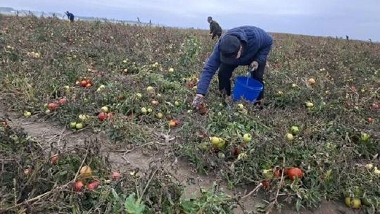 Pomidory do wzięcia za grosze. Rolnicy ratują plony i pomagają parafii