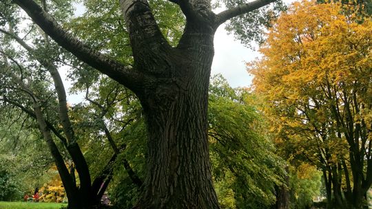 Pomnikowe topole. O dwie takie więcej w Lublinie