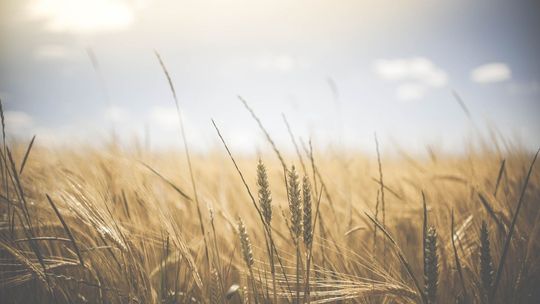 Pomoc dla rolników. Wydłużone terminy składania wniosków do ARiMR