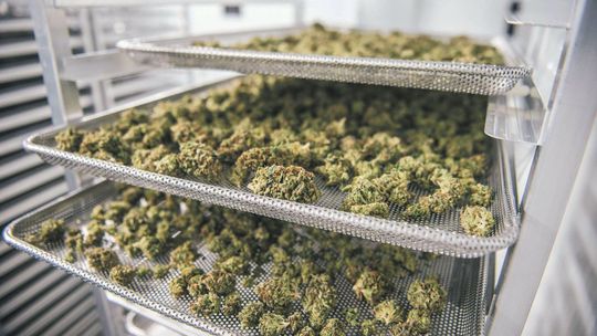 Pomógł umierającej matce przyjaciela, trafił do sądu. Za olejek z konopi indyjskich