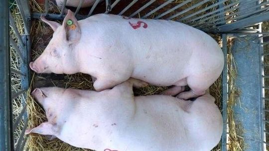 Pomór świń - kto za to zapłaci? Rolnicy i samorządy już liczą straty