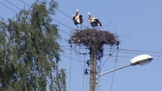 Pomór wśród bocianów. Zimna wiosna zdziesiątkowała pisklęta (wideo)
