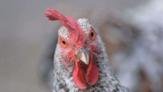 Pomysł na biznes. Jaka kura zniesie złote jajka?