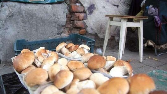 Pomysł na weekend: Na grzyby! Albo po grzyby