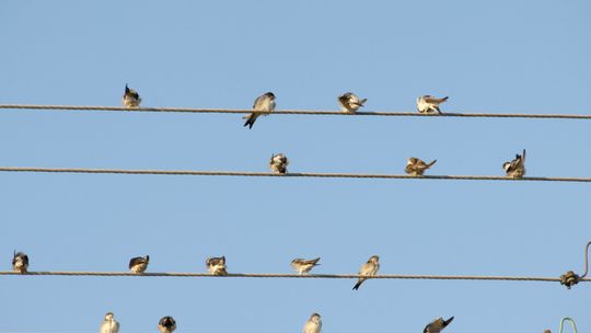 Pomysły na majowy weekend: Ptasia wycieczka