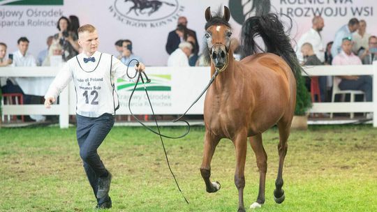 Ponad 1,5 mln euro za konie w Janowie Podlaskim. Który był najdroższy?