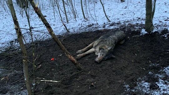 Ponad 28 tysięcy wnyków rocznie. Wpadają w nie też wilki