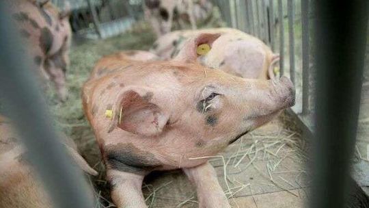 Ponad 600 świń do wybicia. ASF w gospodarstwach w powiecie biłgorajskim i zamojskim