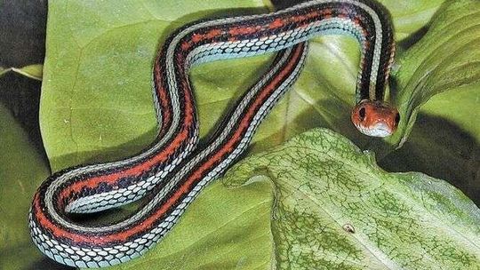 Pończoszniki dotarły do Zamościa