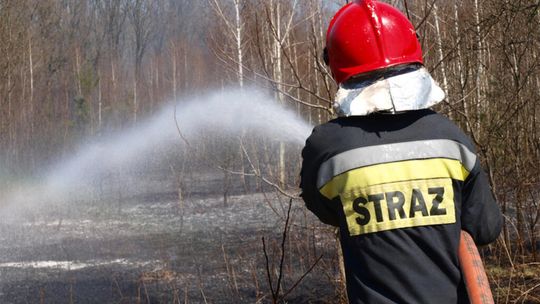 Poniatowa: Strażacy gasili las (zdjęcia)