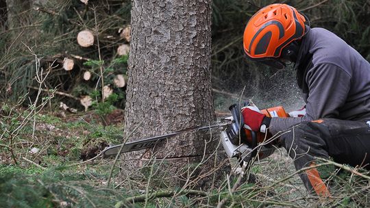 Poradnik kupującego: 6 kryteriów wpływających na wybór piły łańcuchowej