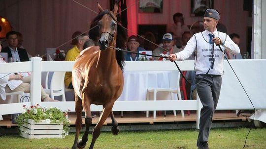 Porażka Pride of Poland 2022. Francuz „zrobił w konia” stadniny i nie zapłacił