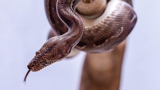 Poruszenie w sortowni paczek. Z jednej wypełzł wąż boa