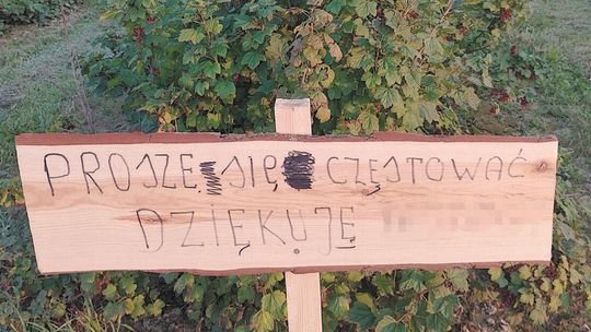 Porzeczki wciąż czekają na rwanie bez pytania. Znamy kolejną lokalizację, gdzie można zebrać owoce bez płacenia 