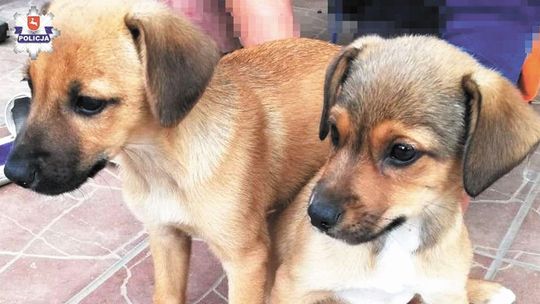 Porzucił szczeniaki w worku na leśnej drodze