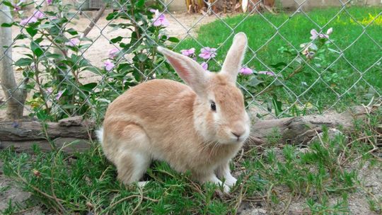 Porzucone w lesie koło Lublina chore króliki. Sprawą zajmuje się policja