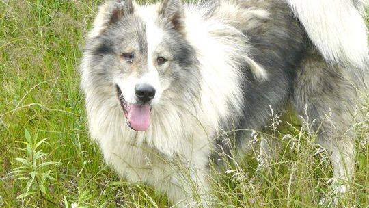 Porzucone zwierzęta czekają na pomoc