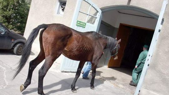 Porzucony wyścigowy koń z Dąbrowicy nabiera sił (wideo)