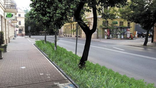 Posadzą 1100 drzew. Większość to „nasadzenia zastępcze”