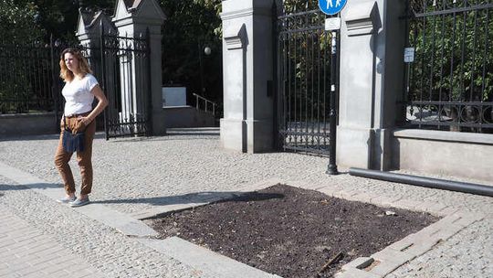 Posadzą grab w miejsce wyciętej topoli koło Ogrodu Saskiego