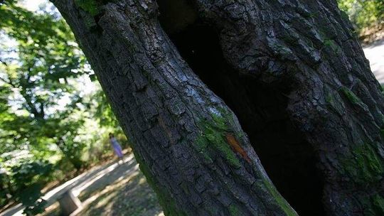 Posadzą setki drzew w Lublinie