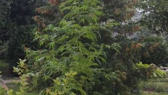 Posadził pomidory? Wyrosło coś innego