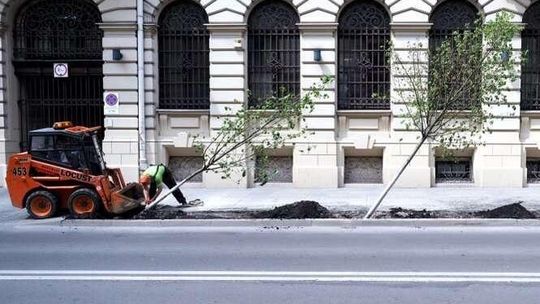 Posadzili drzewa, a za dwa dni wyrwali. Nie spodobały się urzędnikom