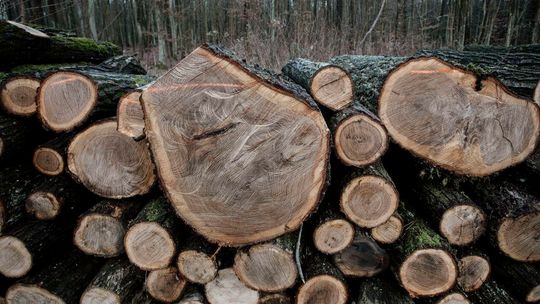 Poseł dopytuje o wycinkę w Starym Gaju. "Jest to kompletnie niezrozumiała decyzja"
