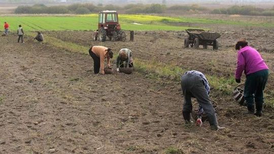 Poseł PO: Gigantyczne premie w resorcie rolnictwa to policzek dla rolników 