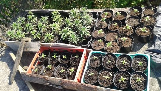 Posiedzą za plantację konopi (wideo)