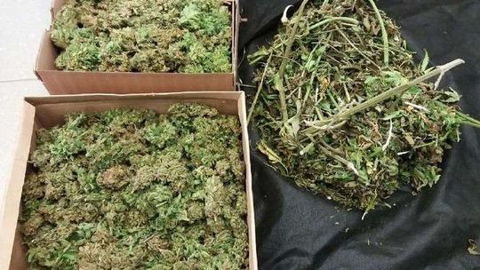 Posiedzi za ziele. Miał ponad kilogram marihuany