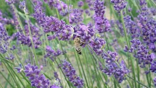 Pospolite zioła o właściwościach leczniczych, które warto znać!