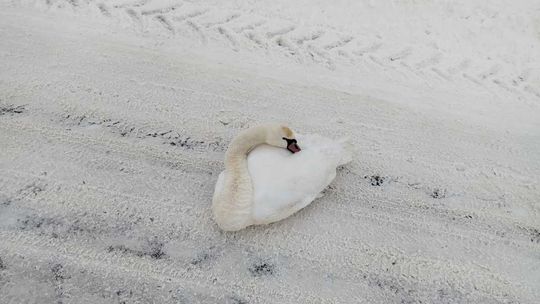 Nietypowa interwencja hrubieszowskich policjantów