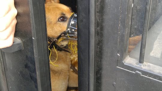 Poszczuł psem policjantów. \"Bierz ich!\"