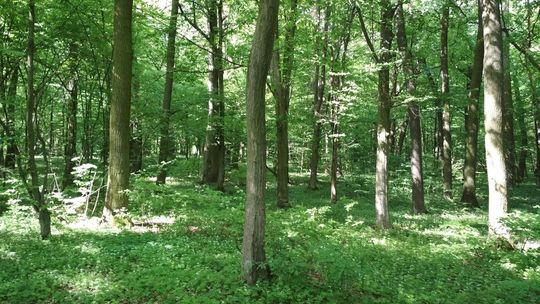 Poszedł do lasu pobawić się bronią. Dwa dni później bolała go głowa, lekarz odkrył coś zaskakującego